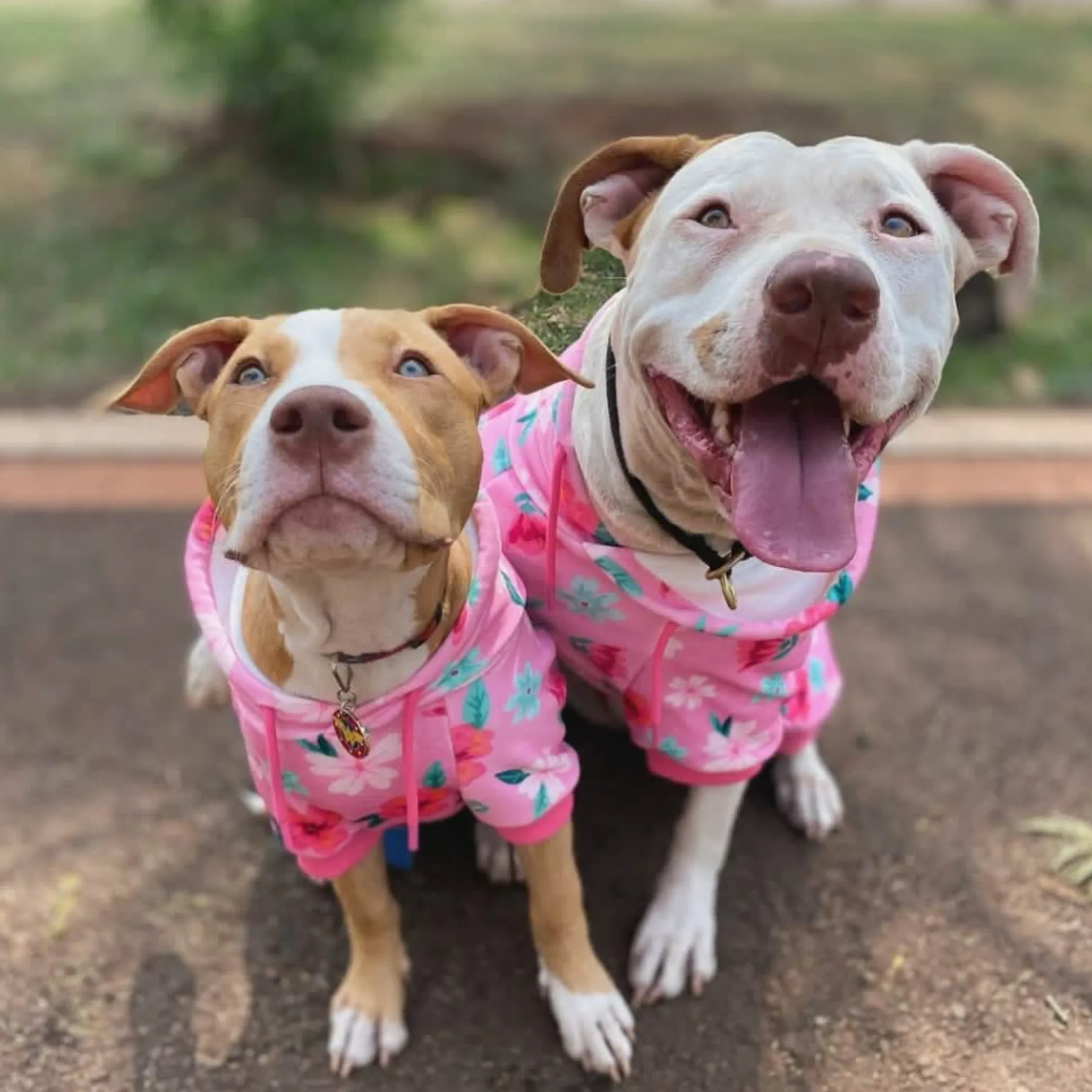 Blossom Dog Hoodie - Pink
