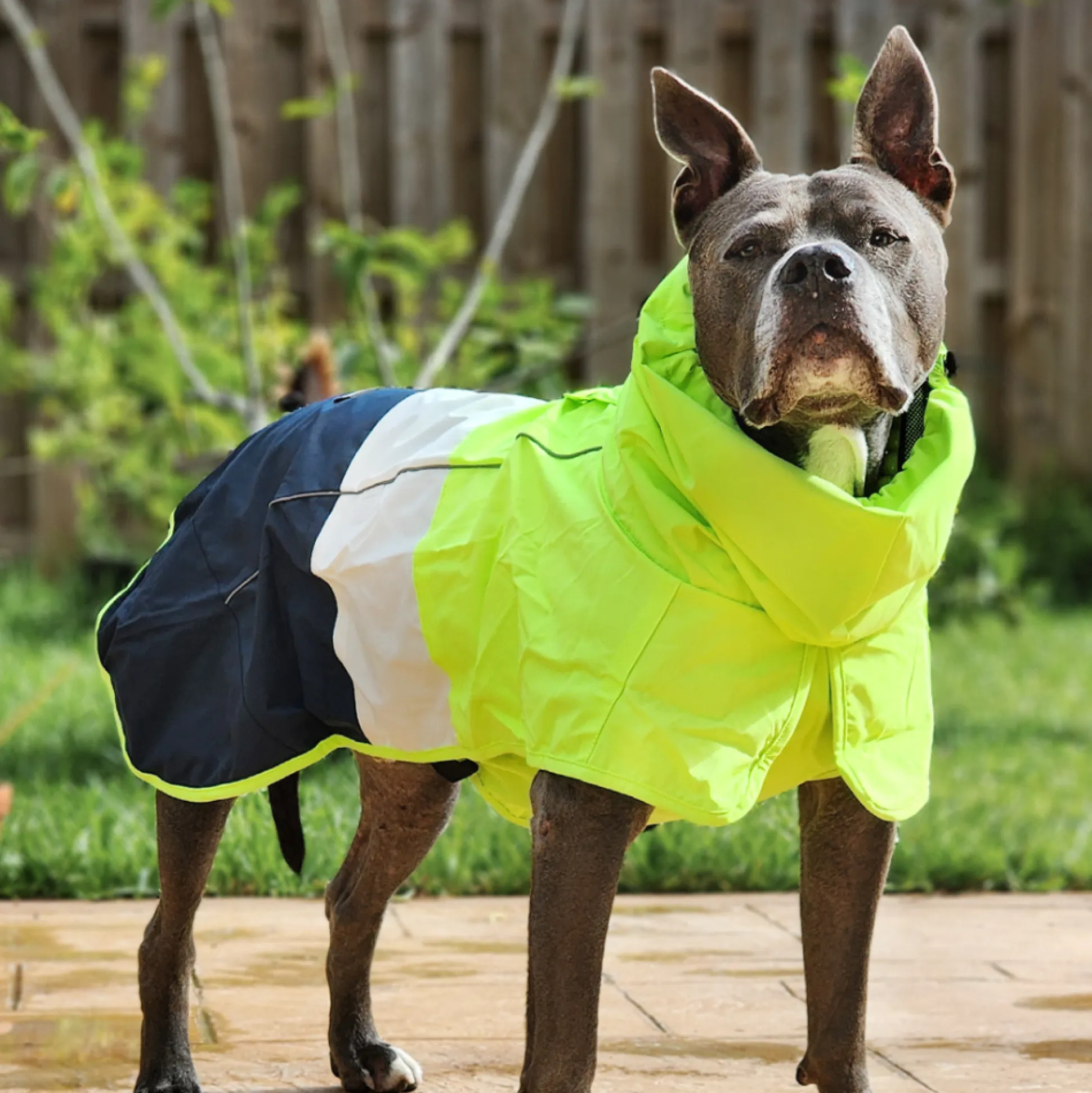 Breatheshield™ Dog Raincoat - Lime White Navy