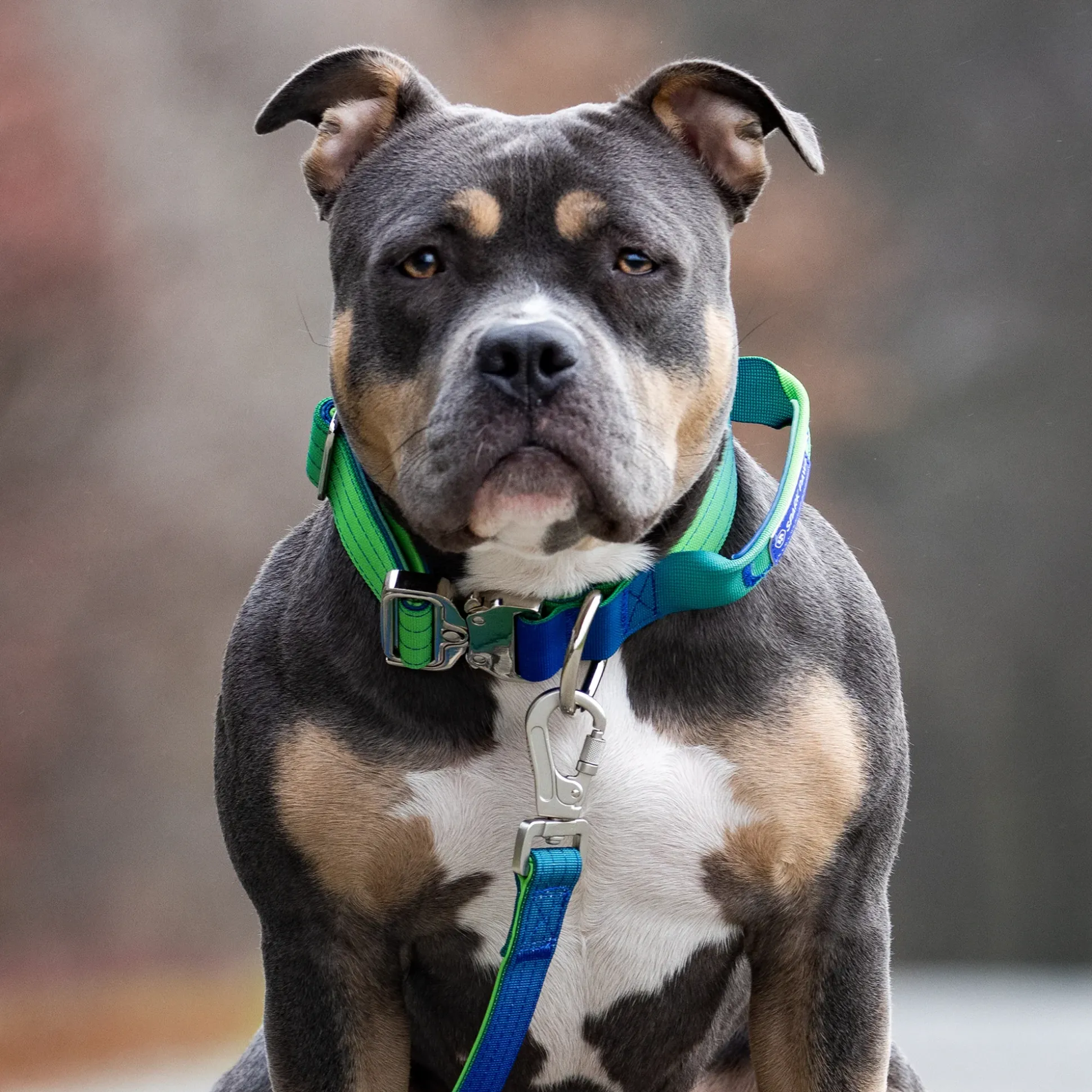 Comfort Control Collar and Multipurpose Leash Sets