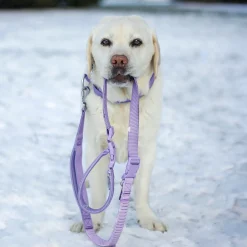 Comfort Control Collar and Multipurpose Leash Sets