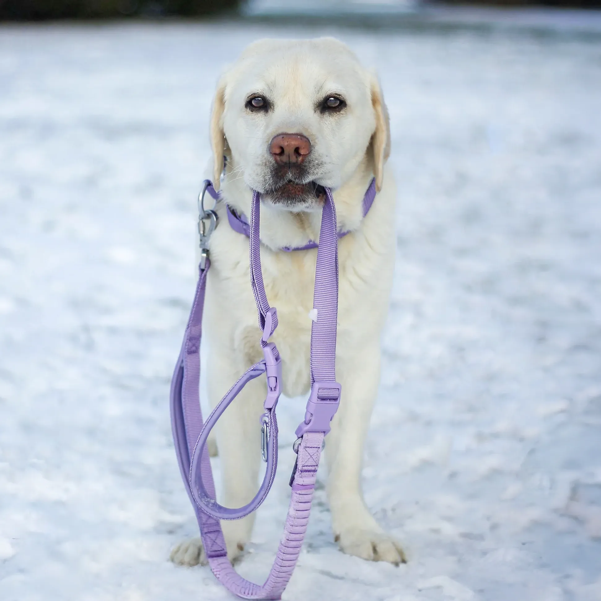 Comfort Control Collar and Multipurpose Leash Sets
