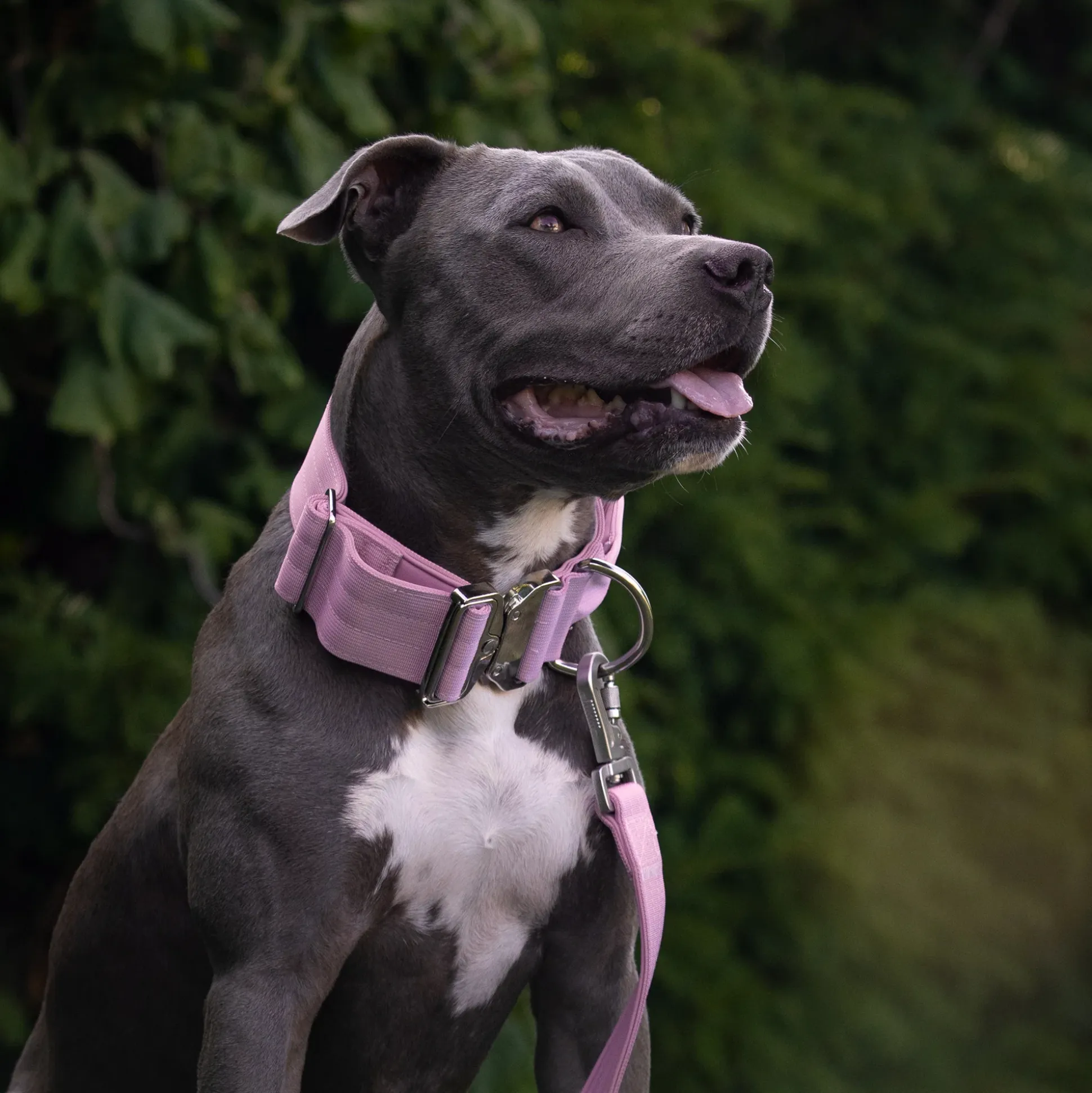 Comfort Control Collar and Multipurpose Leash Sets