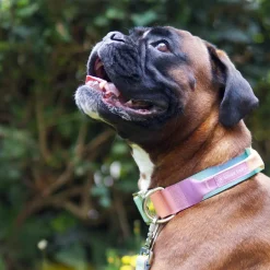 Comfort Control Collar and Multipurpose Leash Sets