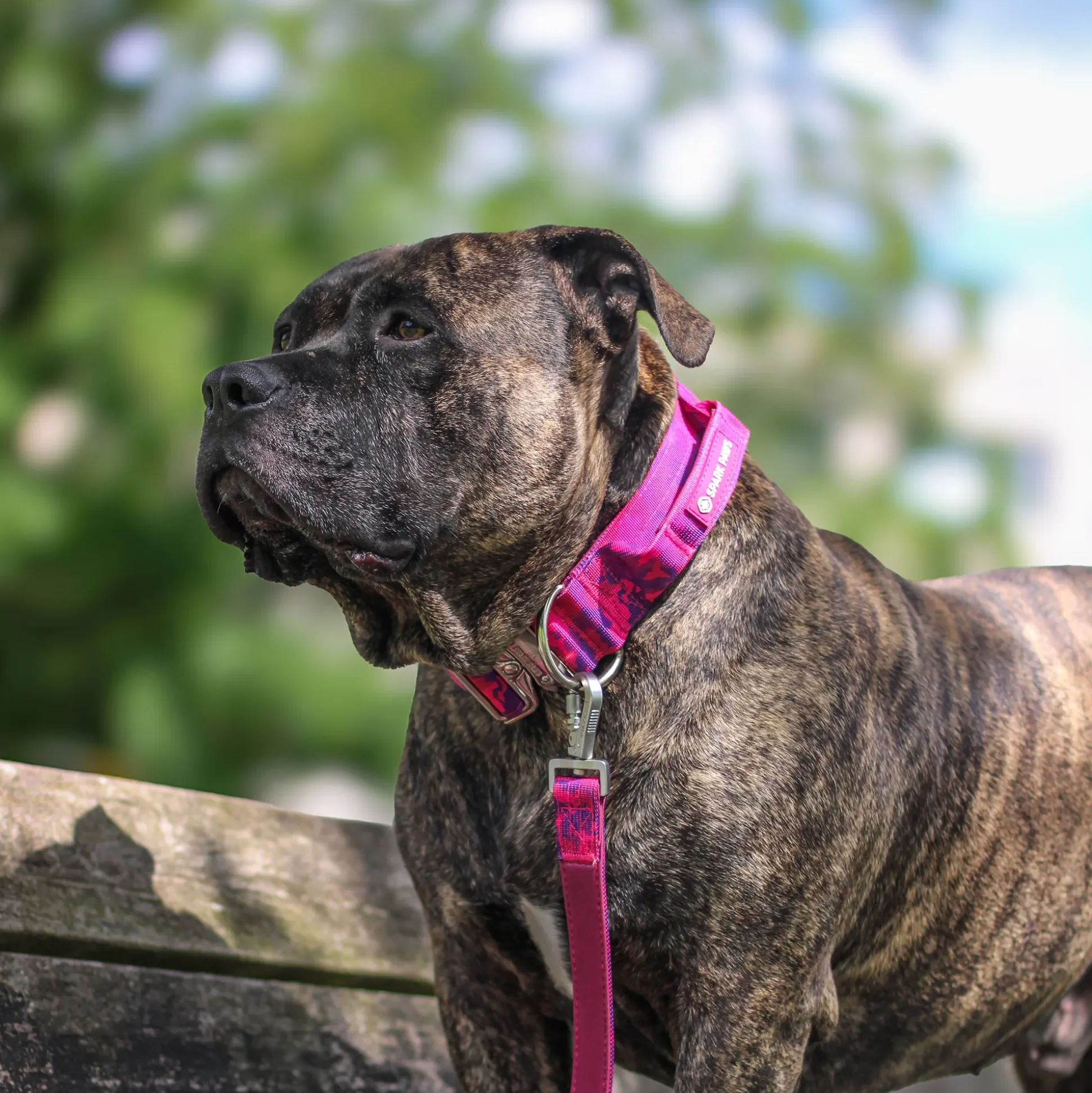 Comfort Control Collar and Multipurpose Leash Sets
