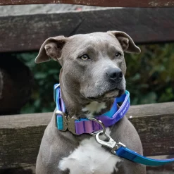 Comfort Control Collar and Multipurpose Leash Set - 90s Retro