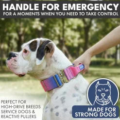 Comfort Control Collar and Multipurpose Leash Set - Snow Cone