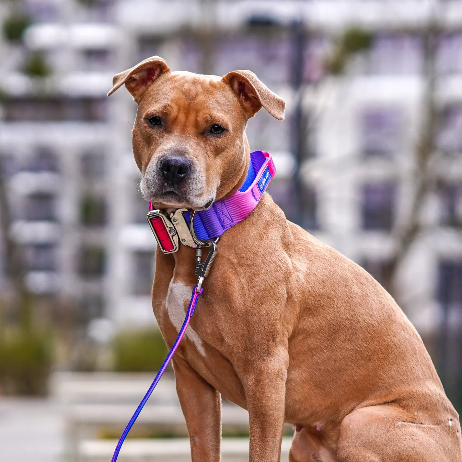 Comfort Control Collar and Multipurpose Leash Set - Snow Cone
