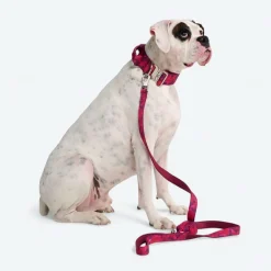 Comfort Control Collar - Fuchsia Camo