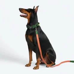Comfort Control Collar - Green Orange
