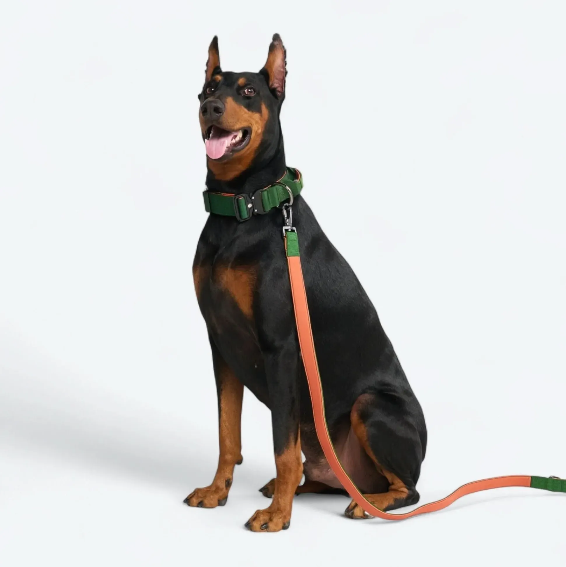 Comfort Control Collar - Green Orange