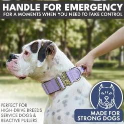 Comfort Control Collar - Lilac