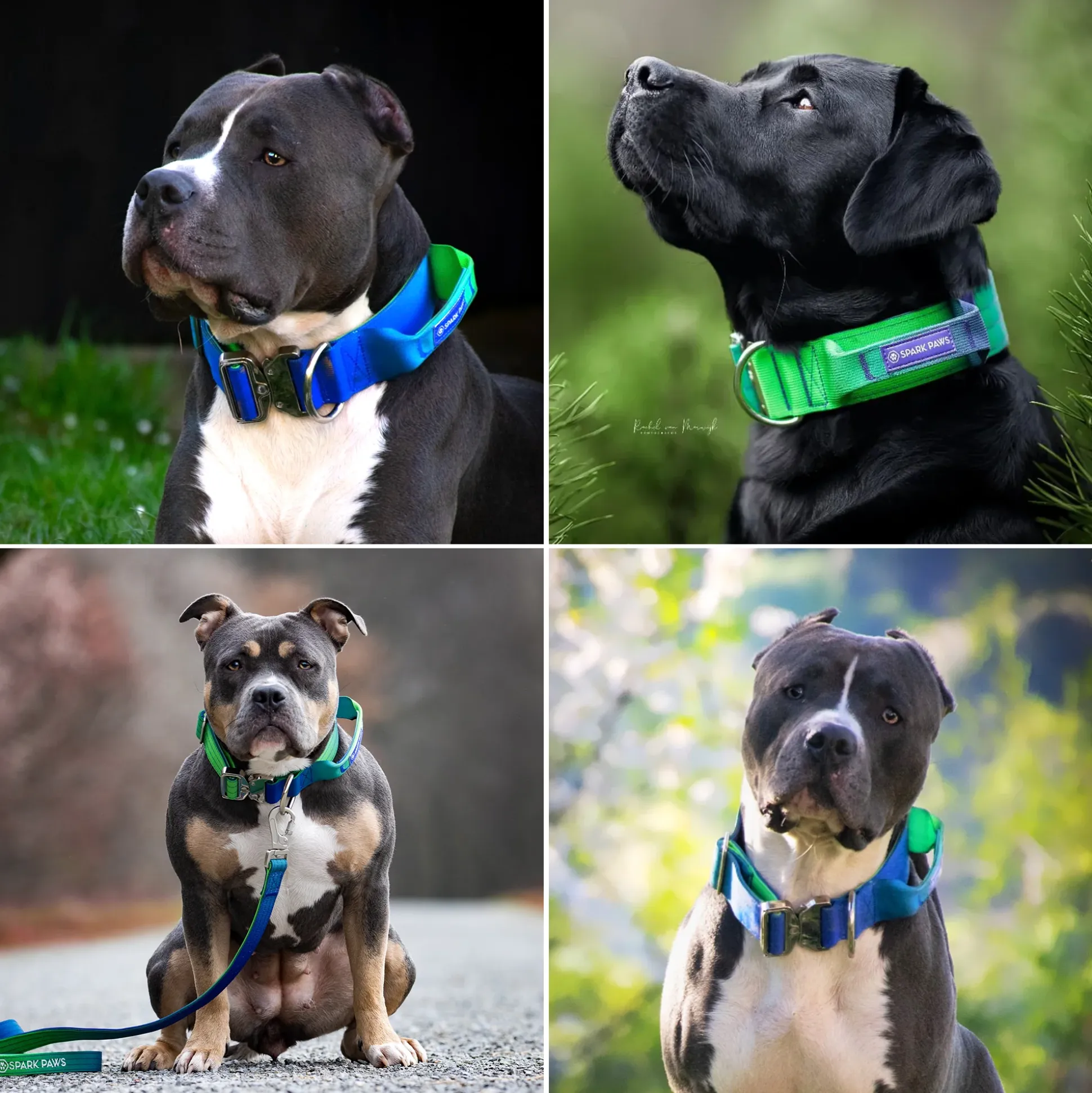Comfort Control Collar - Lime Wave