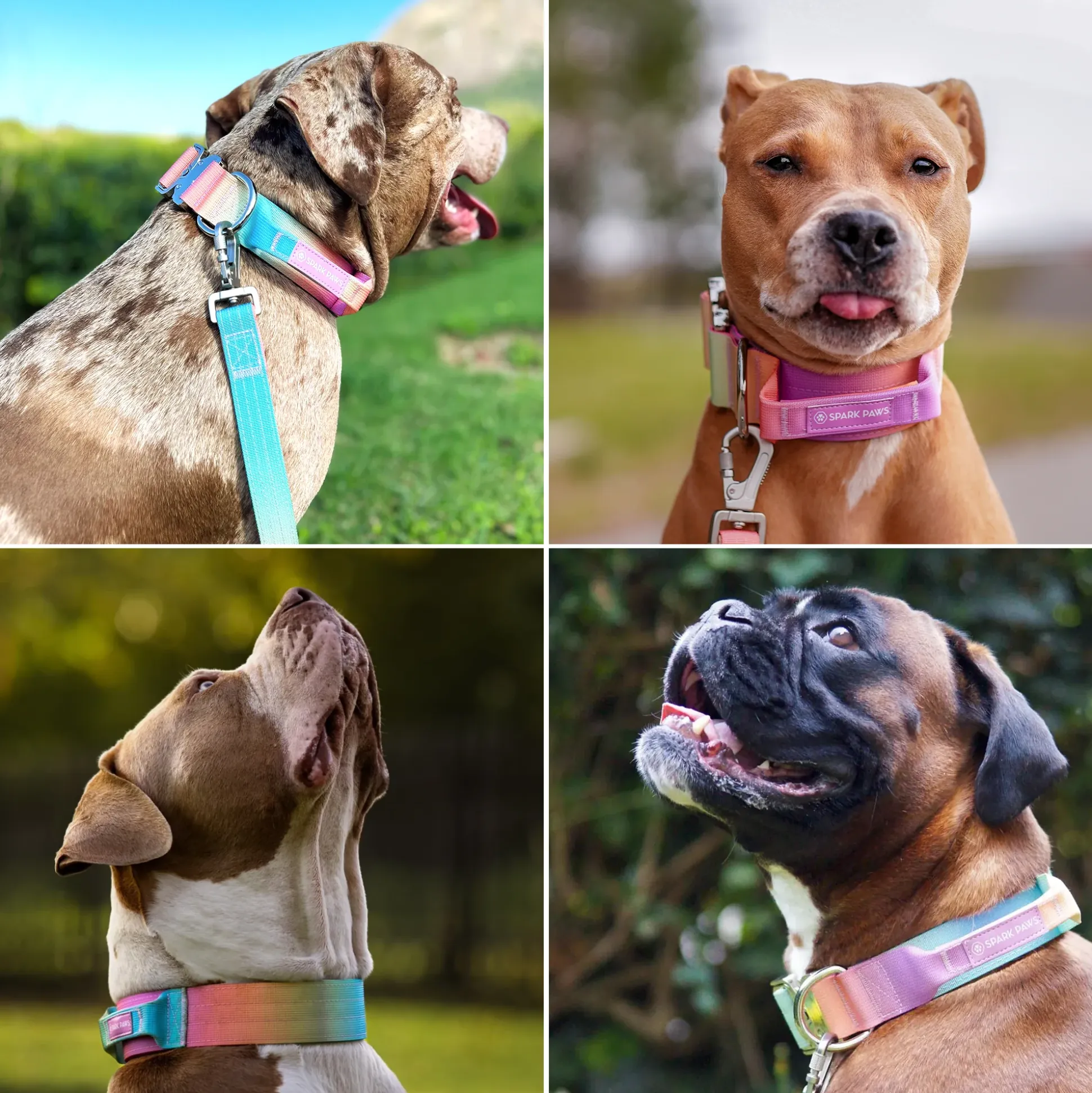 Comfort Control Collar - Pastel Icing