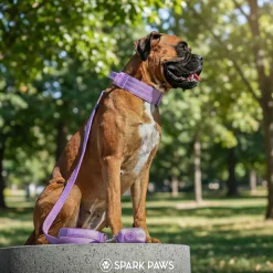 Comfort Control Collar Set - Lilac