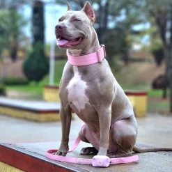 Comfort Control Collar Set - Pink