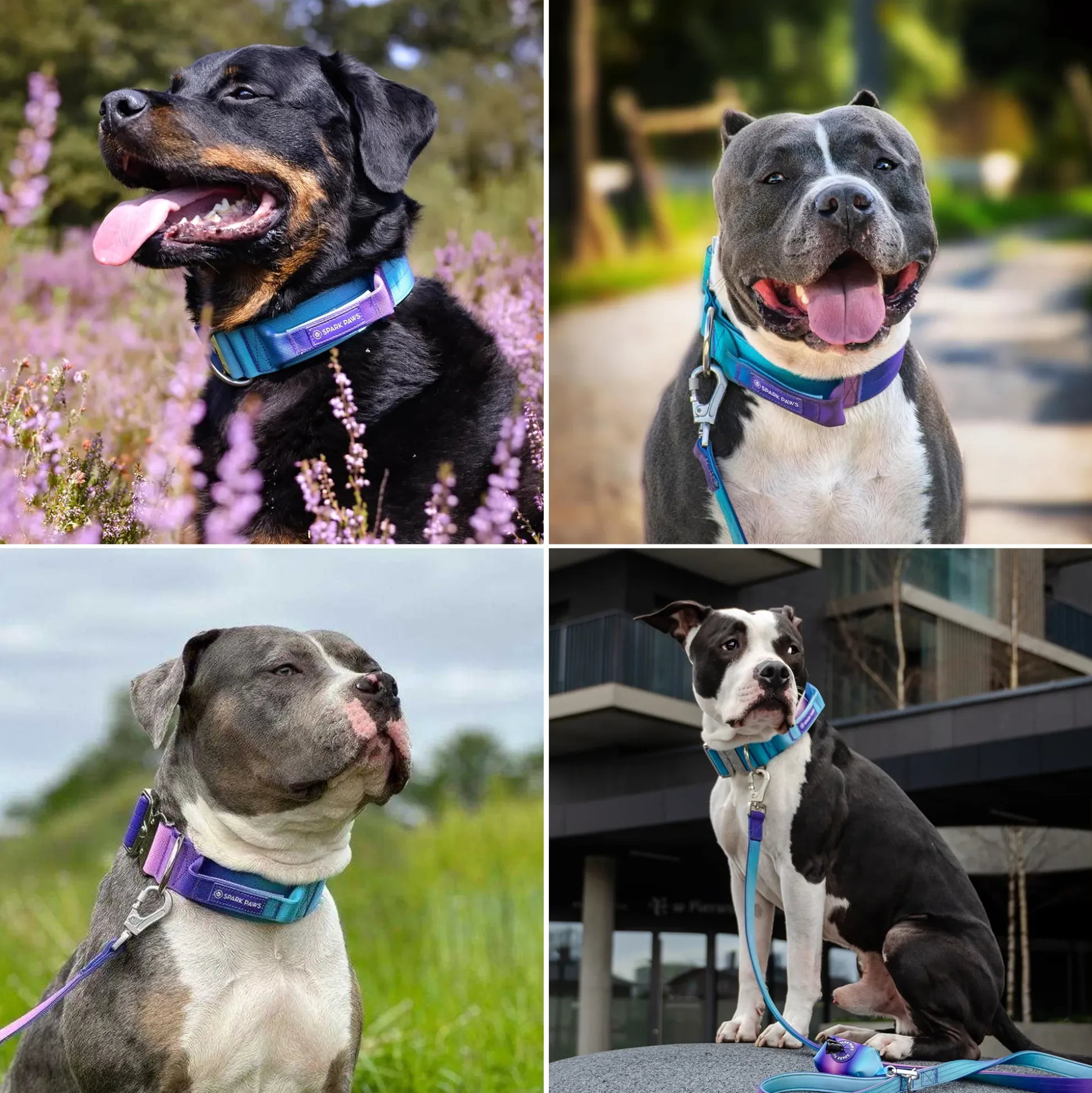 Comfort Control Collar - 90s Retro