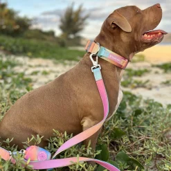 Comfort Control Dog Collar Sets