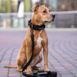 Comfort Control Dog Collar Sets
