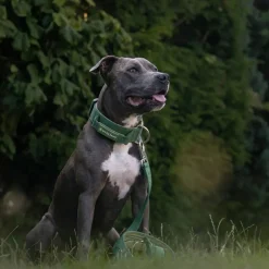 Comfort Control Dog Collar Sets