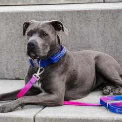 Comfort Control Dog Collar Sets
