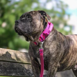 Comfort Control Dog Collar Sets