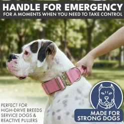 Comfort Control Dog Collar Sets