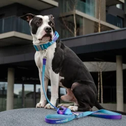 Comfort Control Dog Collar Sets