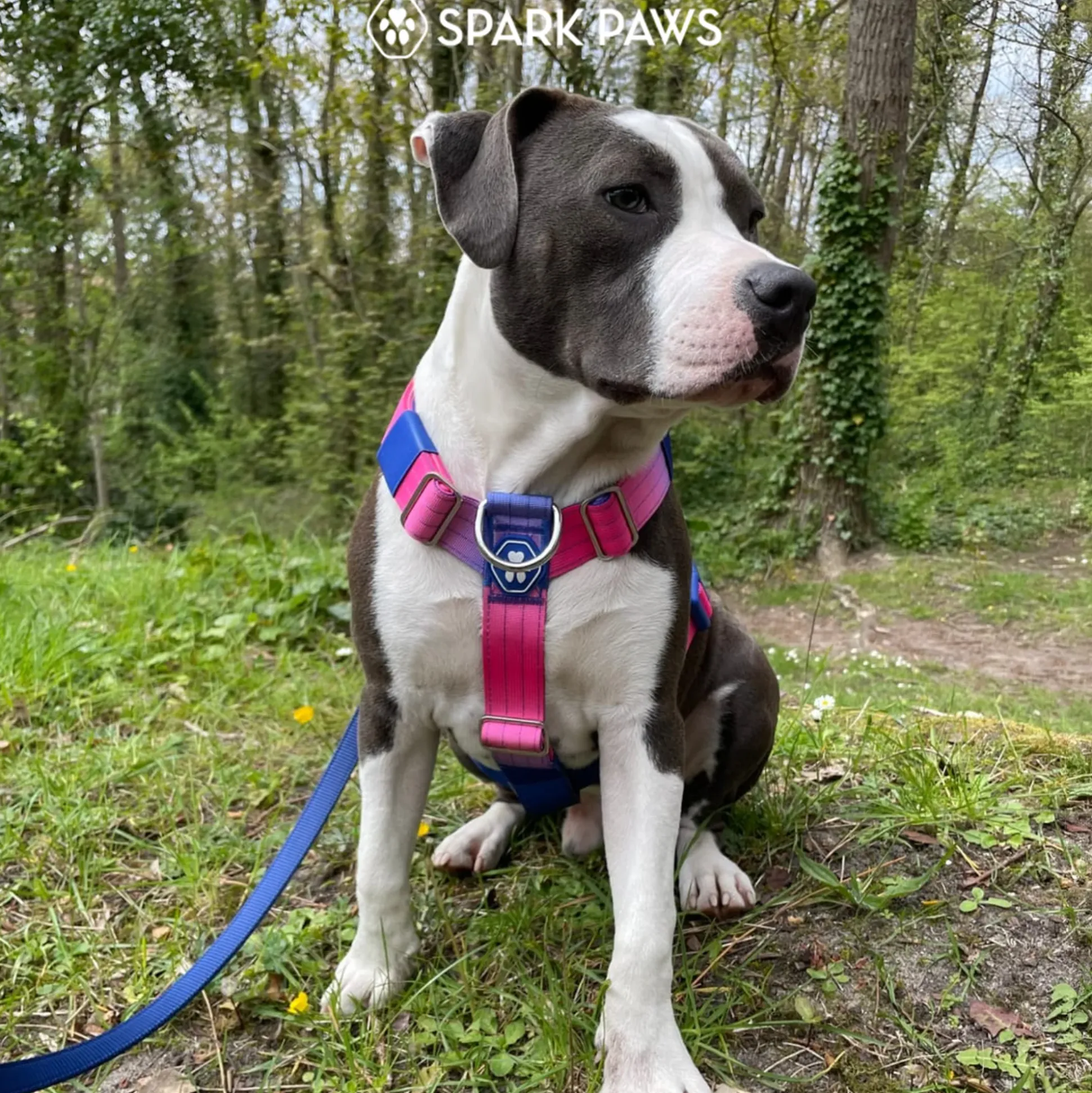 Comfort Control No-Pull Dog Harness - Snow Cone
