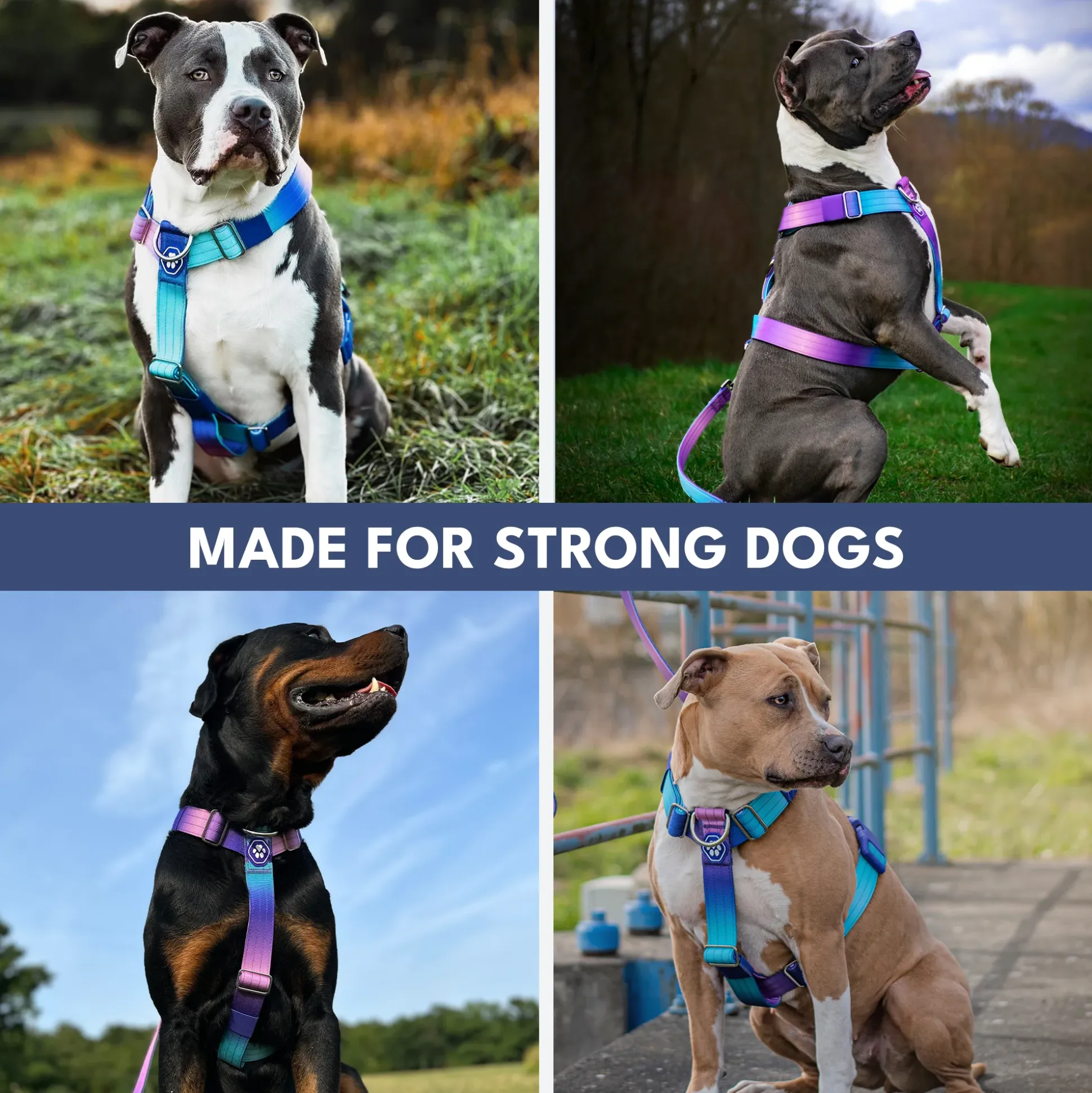 Comfort Control No-Pull Dog Harness - 90s Retro