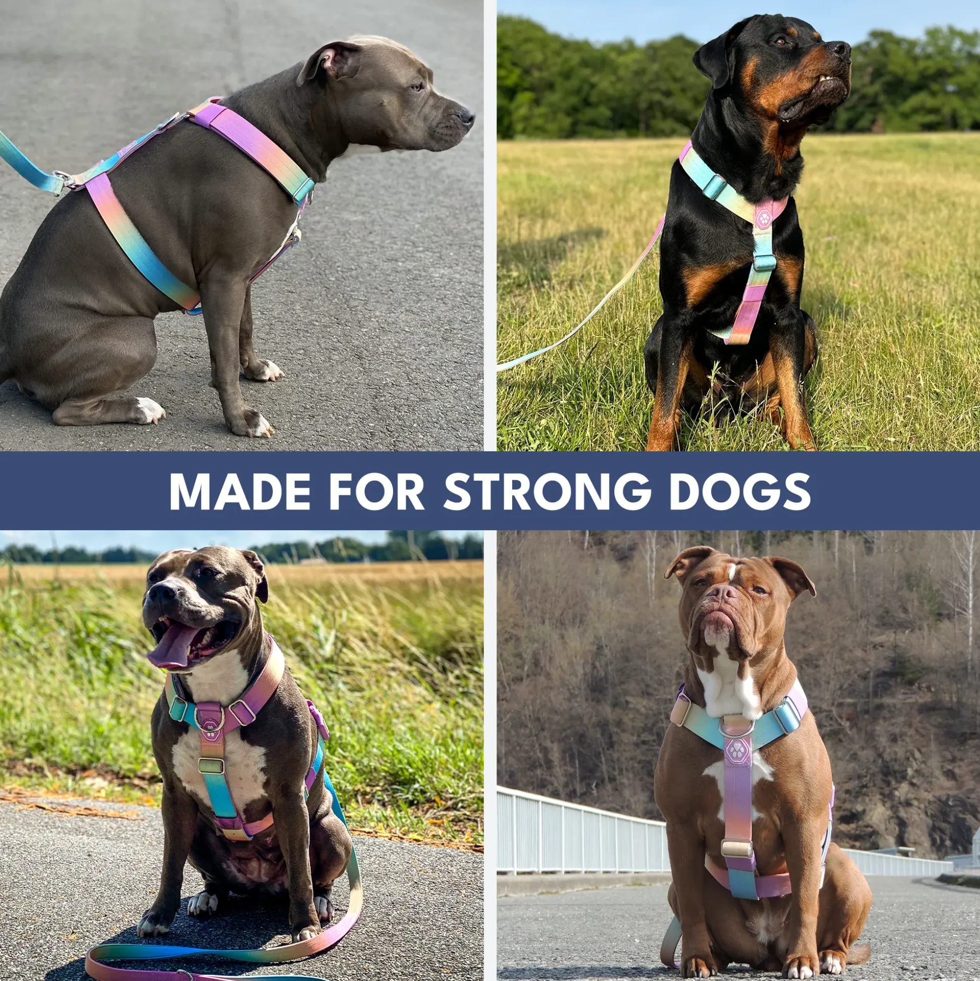 Comfort Control No-Pull Dog Harness - Pastel Icing