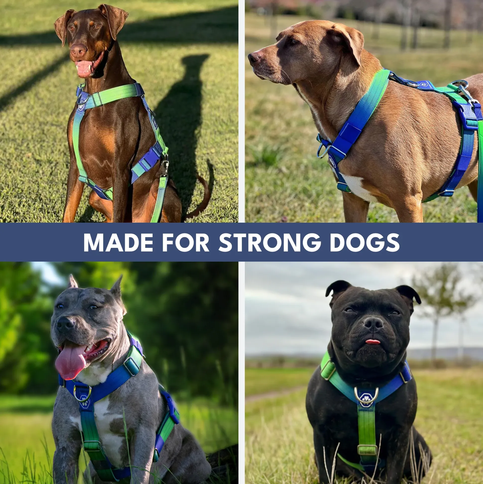 Comfort Control No-Pull Dog Harness - Lime Wave