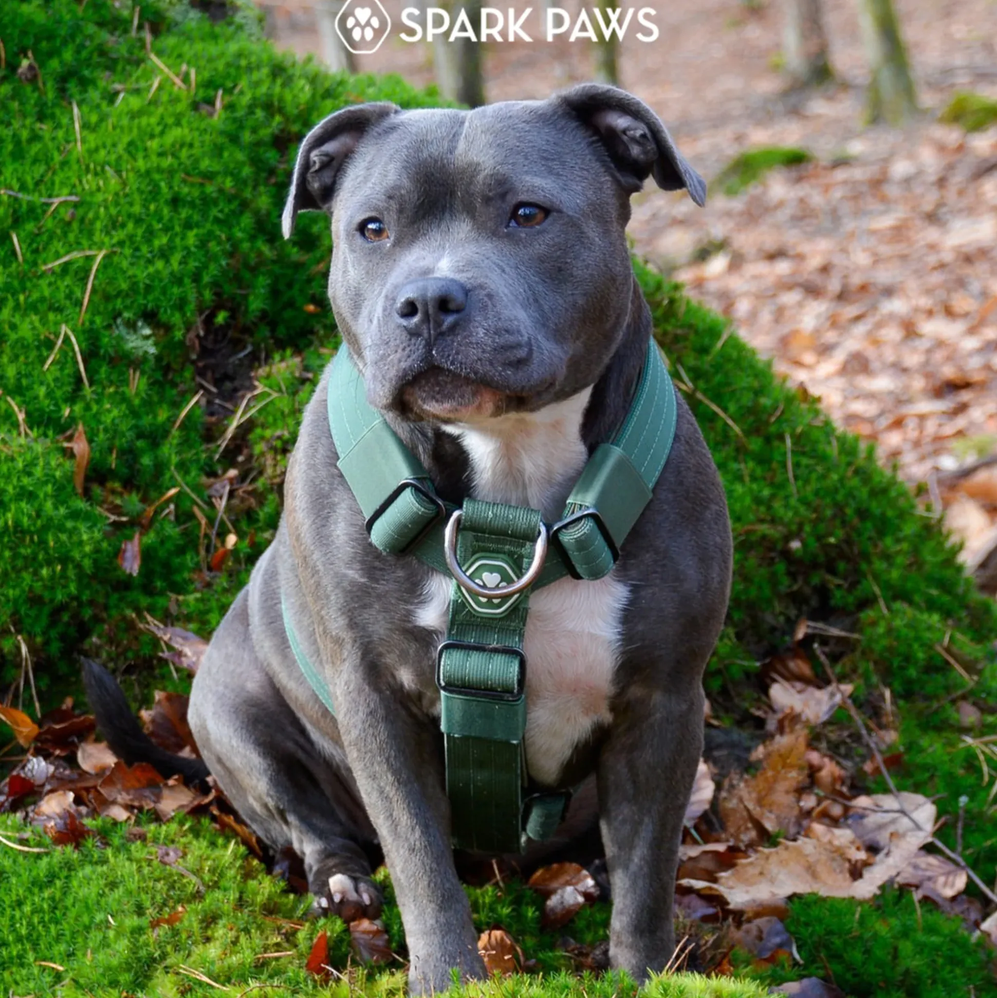 Comfort Control No-Pull Dog Harness - Green