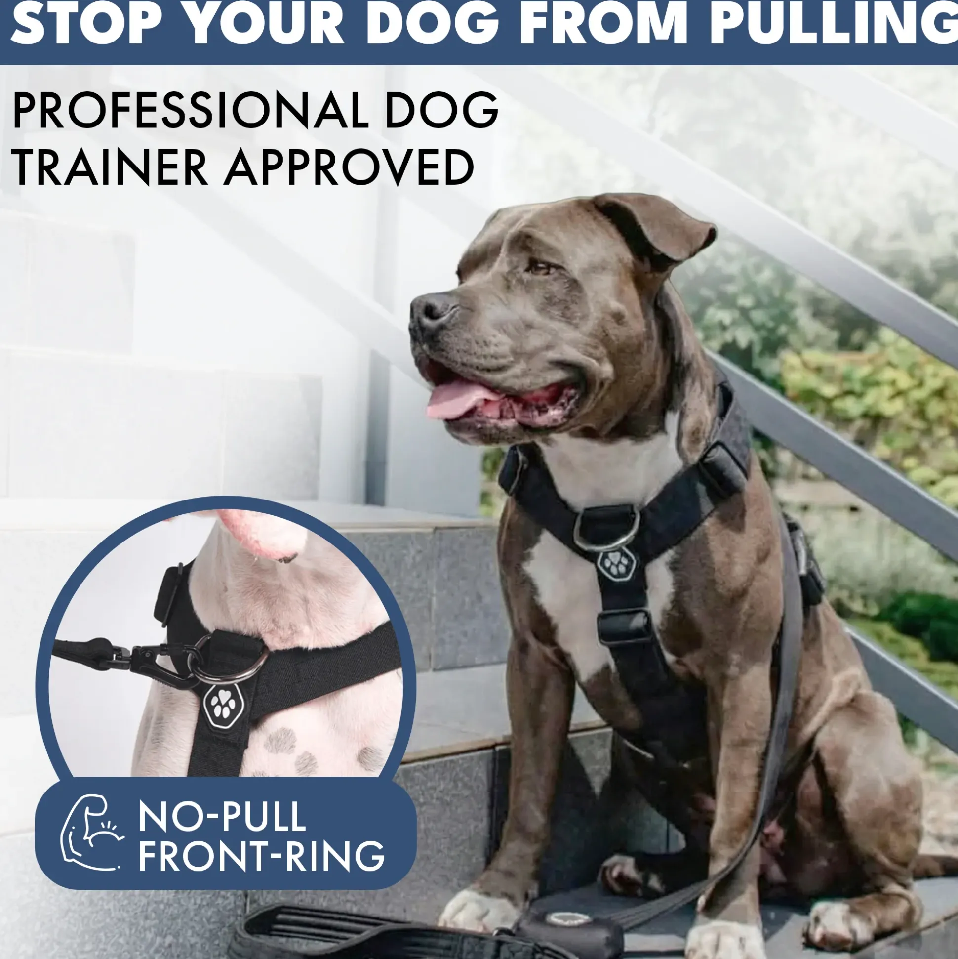 Comfort Control No-Pull Dog Harness - Black