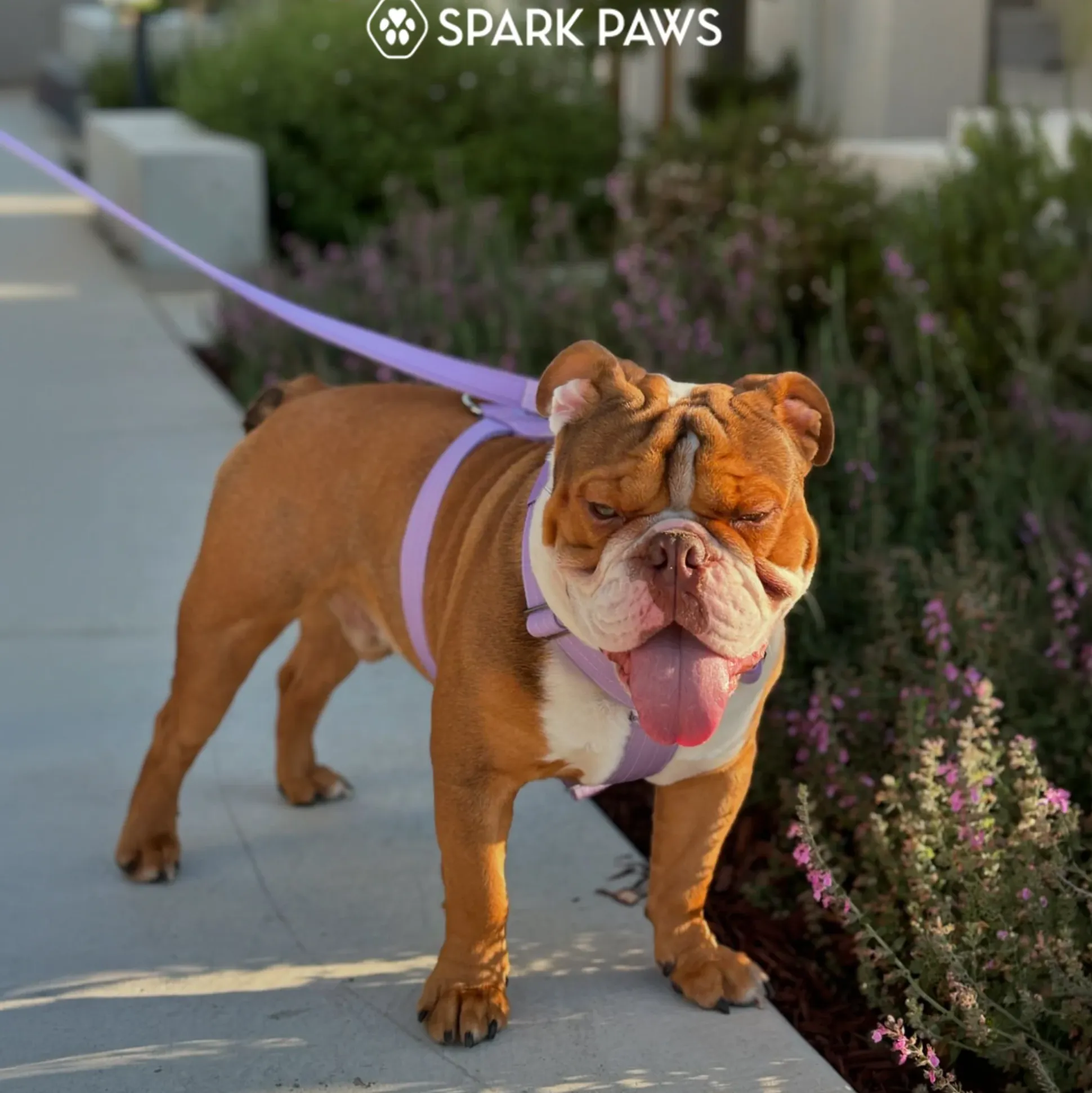 Comfort Control™ No-Pull Dog Harness - Lilac