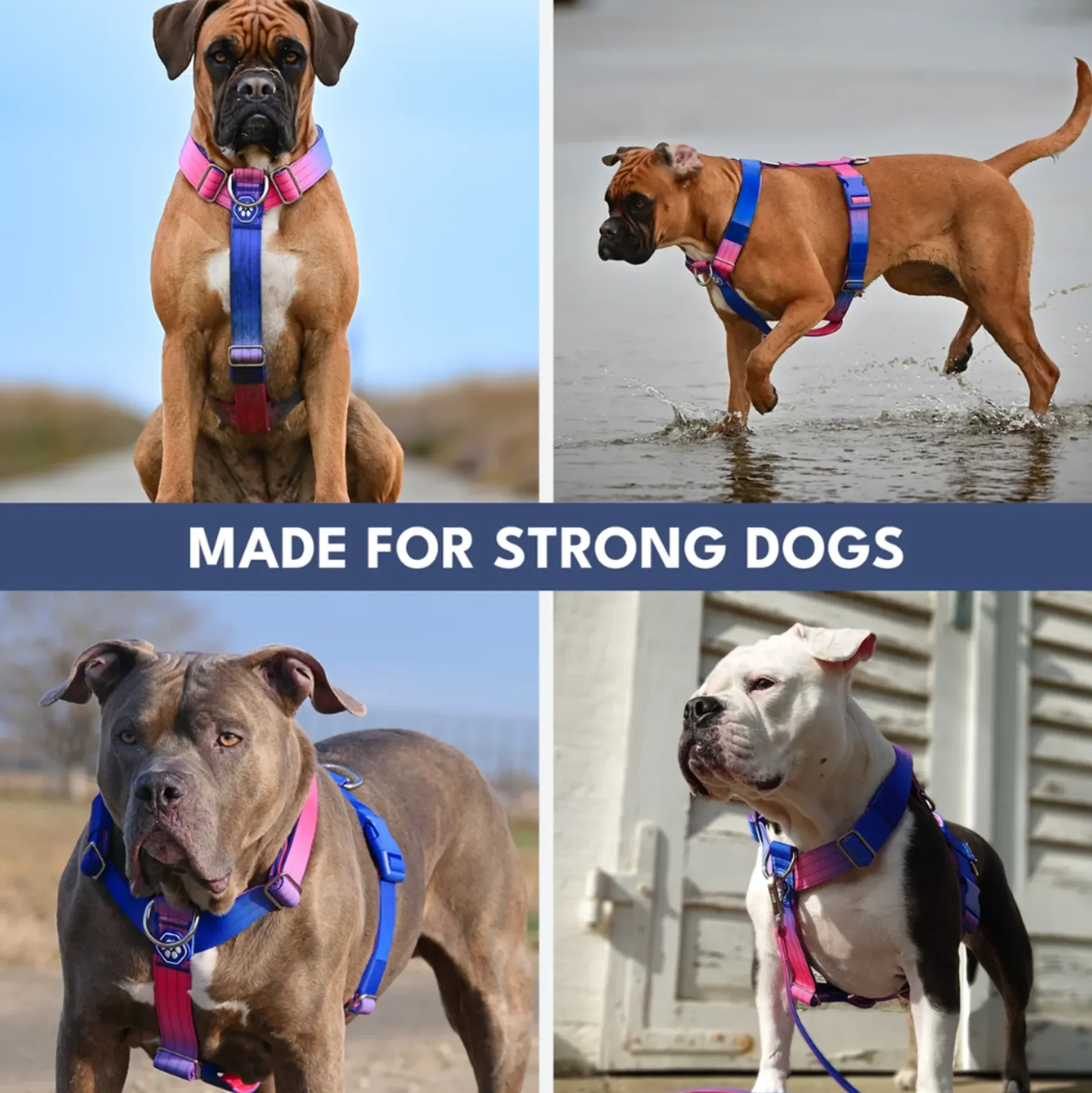 Comfort Control No-Pull Dog Harness and Multipurpose Leash Set - Snow Cone
