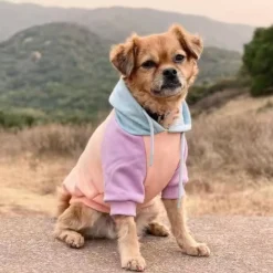 Cotton Candy Dog Hoodie