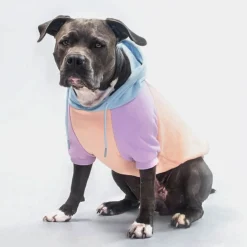 Cotton Candy Dog Hoodie