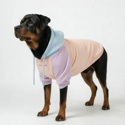 Cotton Candy Dog Hoodie