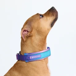 Cushioned Martingale Collar - 90s Retro