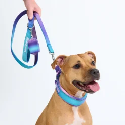 Cushioned Martingale Collar - 90s Retro