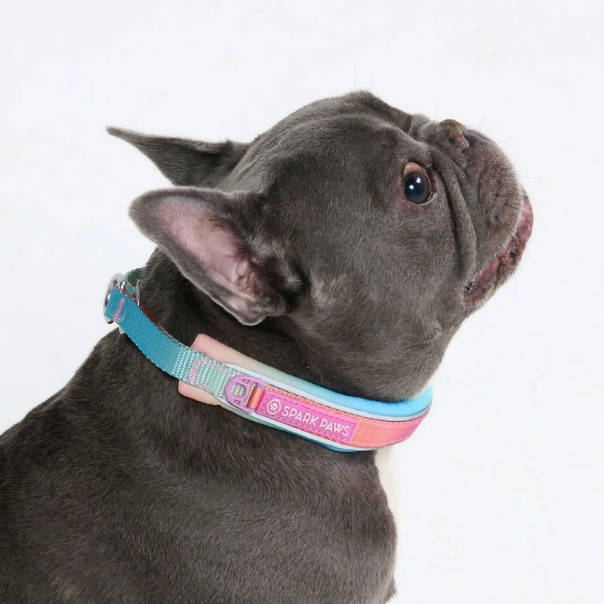 Cushioned Martingale Collar - Pastel Icing