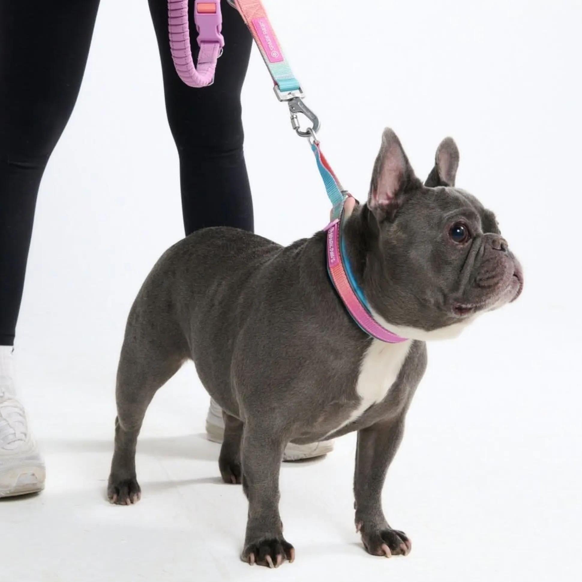 Cushioned Martingale Collar - Pastel Icing