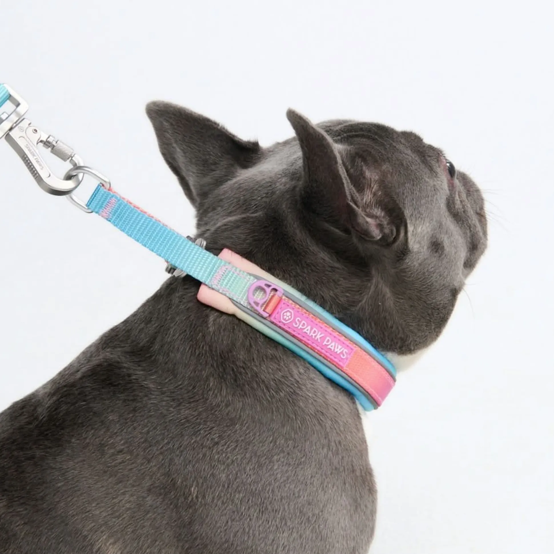 Cushioned Martingale Collar - Pastel Icing