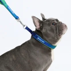 Cushioned Martingale Collar - Lime Wave