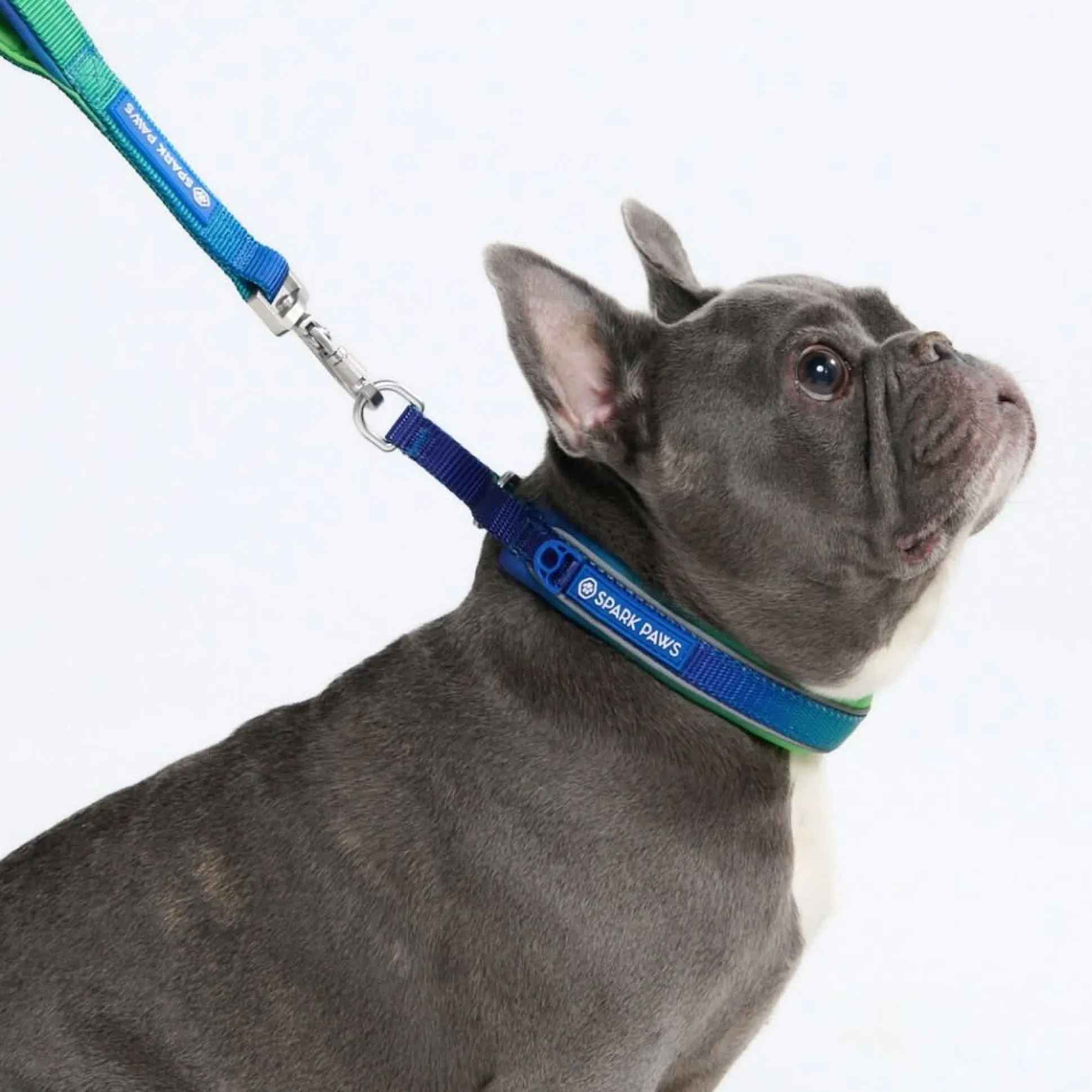 Cushioned Martingale Collar - Lime Wave