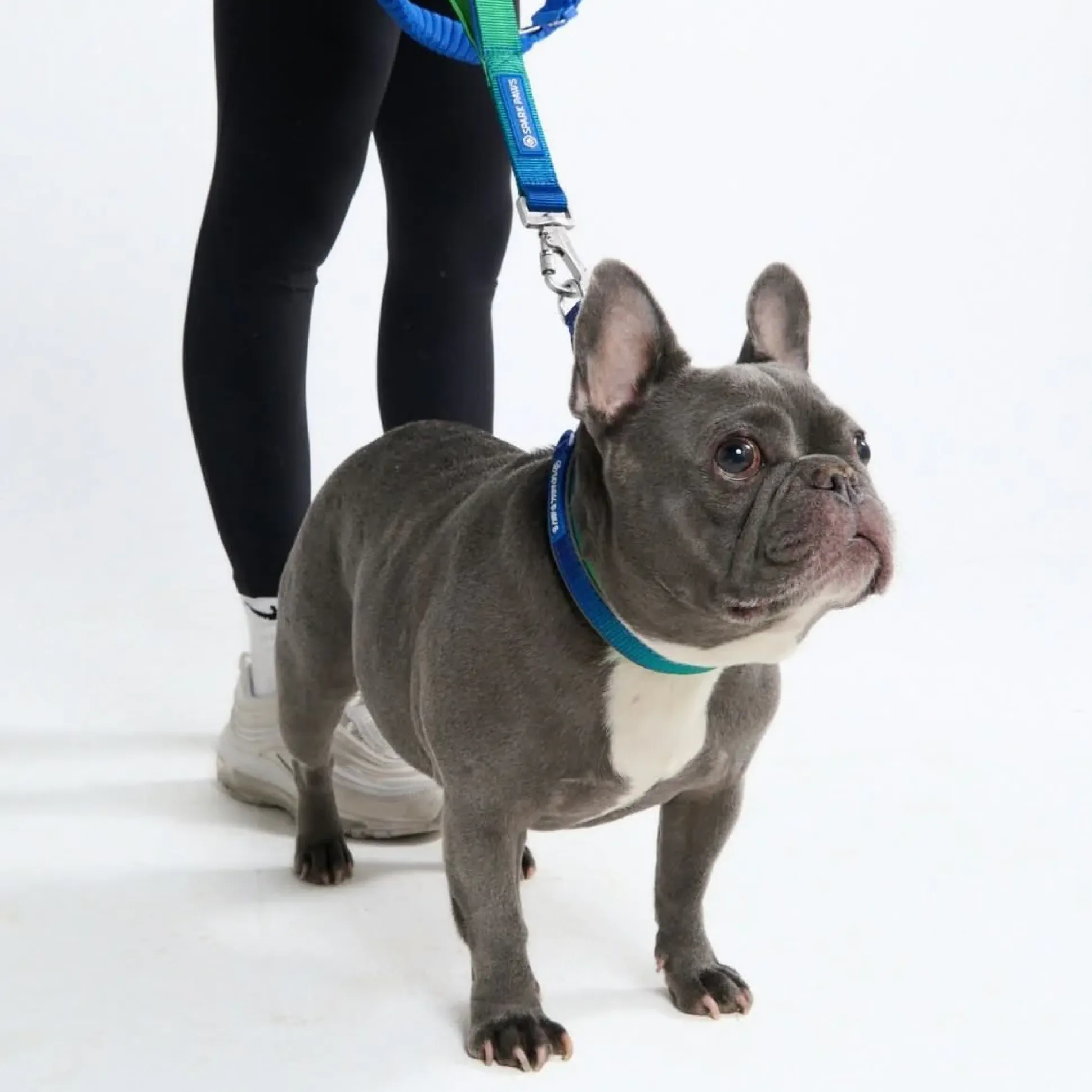 Cushioned Martingale Collar - Lime Wave