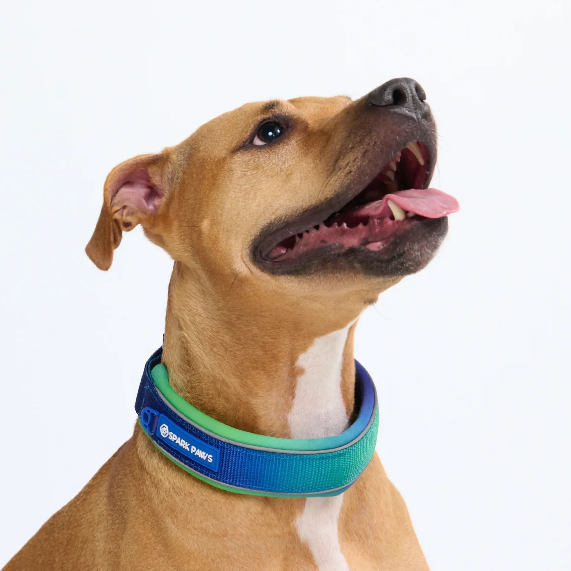 Cushioned Martingale Collar - Lime Wave
