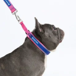 Cushioned Martingale Collar - Snow Cone