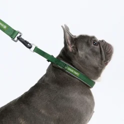 Cushioned Martingale Collar - Army Green