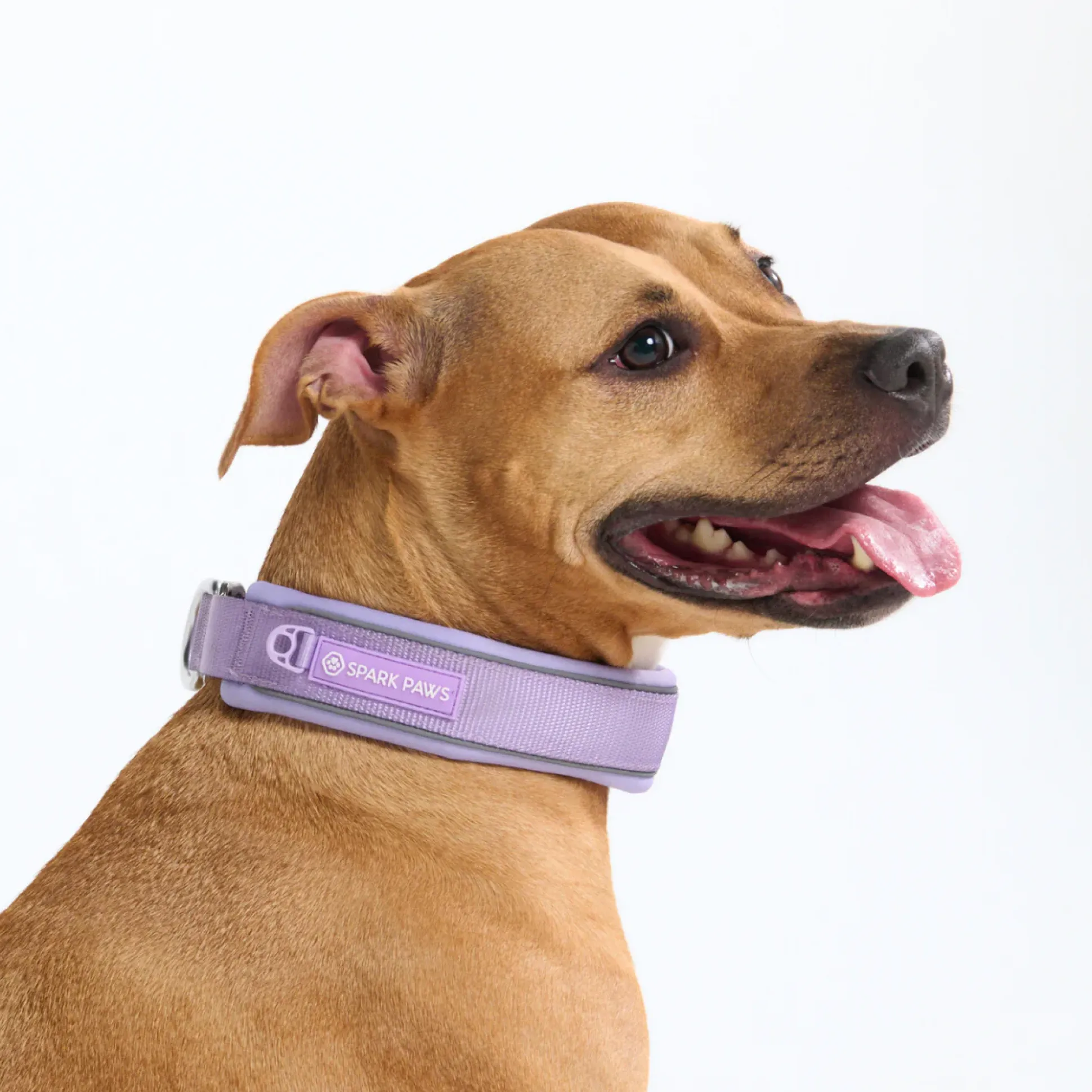 Cushioned Martingale Collar - Lilac